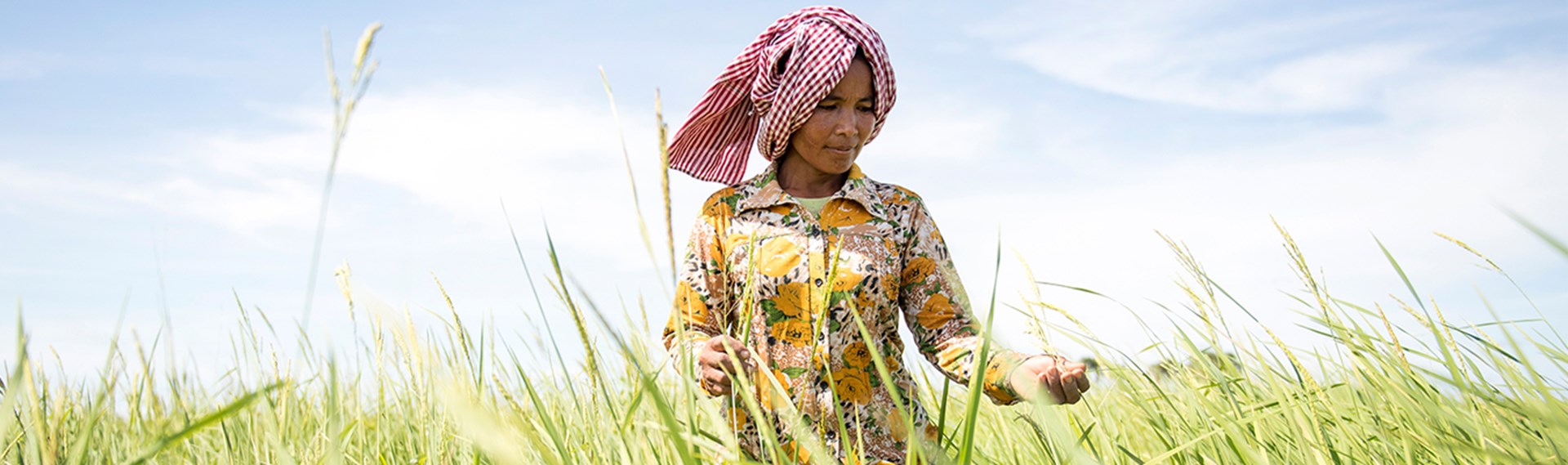 Frau im Reisfeld in Kambodscha