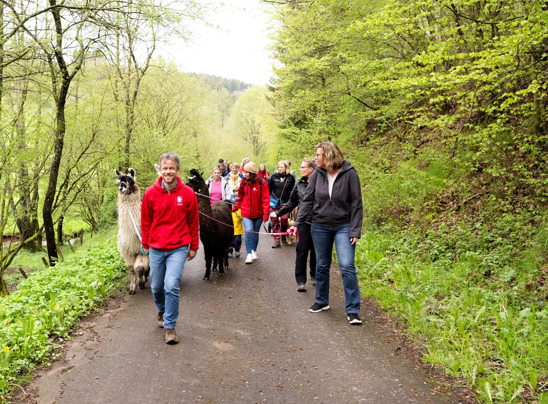 Deutschland: Alpaka-Wanderung