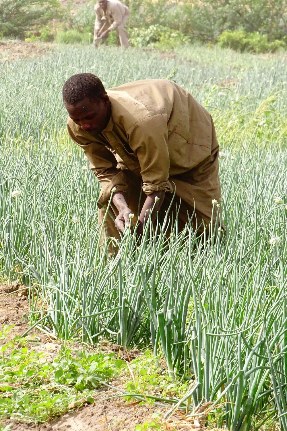 Dank der Caritas-Spenden für den Tschad können die Dorfbewohner_innen in Tchingam von Getreide- und Gemüseanbau leben.