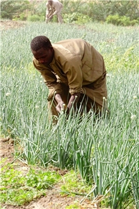 Dank der Caritas-Spenden für den Tschad können die Dorfbewohner_innen in Tchingam von Getreide- und Gemüseanbau leben. Dank der Caritas-Spenden für den Tschad können die Dorfbewohner_innen in Tchingam von Getreide- und Gemüseanbau leben.